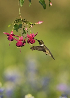 Texas Prints: Black-chinned Hummingbird (Archilochus alexandri), adult male feeding on blooming Fuchsia