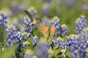 Texas Prints: Black-chinned Hummingbird (Archilochus alexandri), adult female feeding on blooming