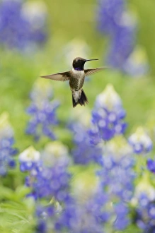 Black-chinned Hummingbird (Archilochus alexandri), adult male flying among blooming