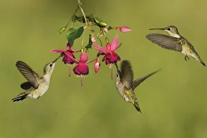 Grassland Prints: Black-chinned Hummingbird (Archilochus alexandri)