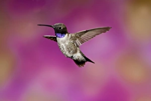 Images Dated 6th May 2007: Black-chinned Hummingbird, Archilochus alexandri, Southern Arizona