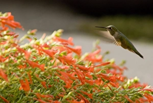 Images Dated 25th August 2007: Black-Chinned Hummingbird, Archilochus alexandri, feeding on Zauschneria latifolia Flower