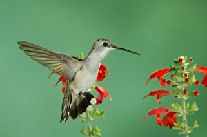 Black-chinned Hummingbird, Archilochus alexandri, female in flight feeding on Sage
