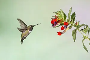 Black-chinned Hummingbird (Archilochus alexandri) adult male feeding