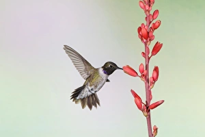 Images Dated 29th April 2015: Black-chinned Hummingbird (Archilochus alexandri) adult male feeding