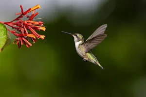 Animal Prints: Black-chinned Hummingbird (Archilochus alexandri) feeding