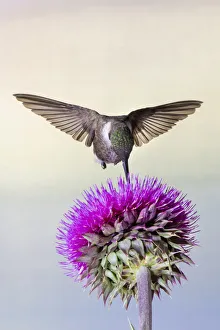 Images Dated 27th July 2020: Black-chinned Hummingbird (Archilochus alexandri) feeding at thistle flowers