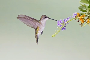 Images Dated 1st September 2011: Black-chinned Hummingbird (Archilochus alexandri) female feeding at flowers, s. Texas