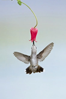 Images Dated 12th May 2012: Black-chinned Hummingbird (Archilochus alexandri) female feeding at flowers, Texas