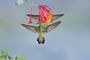 Black-chinned Hummingbird (Archilochus alexandri) female feeding at flowers, Texas