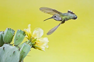 Images Dated 11th May 2012: Black-chinned Hummingbird (Archilochus alexandri) female feeding at prickly pear cactus flowers