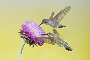 Images Dated 11th May 2012: Black-chinned Hummingbird (Archilochus alexandri) females feeding at flowers, Texas