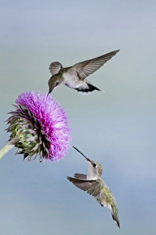 Images Dated 13th May 2012: Black-chinned Hummingbird (Archilochus alexandri) females feeding at flowers, Texas