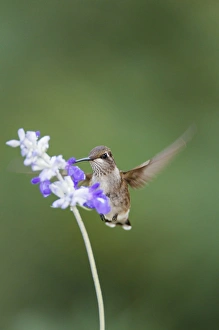 Images Dated 17th September 2014: Black-chinned Hummingbird feeding