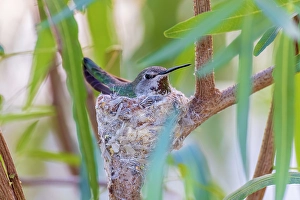 Nesting Prints: Black-chinned hummingbird female on nest, Pima County, Arizona