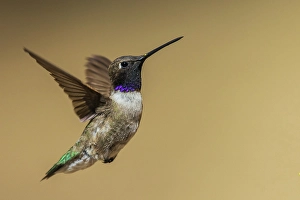 Hummingbird Prints: Black-chinned hummingbird flying in Madera Canyon, Arizona