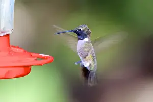 Feeder Prints: A black-chinned hummingbird male (Archilochus alexandri), one of the smallest of
