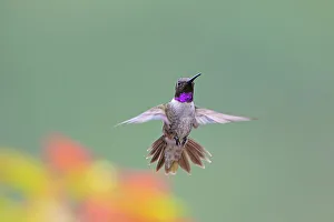 Jeff Davis County Prints: Black-chinned hummingbird male in flight