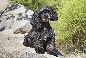 Images Dated 9th July 2006: A black Cockapoo dog sitting on some boulders