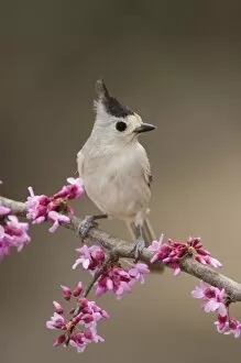 Images Dated 7th March 2006: Black-crested Titmouse, Baeolophus atricristatus, adult perched on branch of blooming