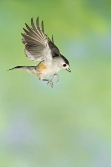 Images Dated 8th November 2005: Black-crested Titmouse, Baeolophus atricristatus, adult in flight, New Braunfels