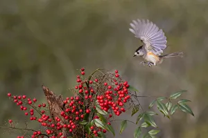 Images Dated 25th January 2021: Black-crested Titmouse (Baeolophus Atricristatus) landing