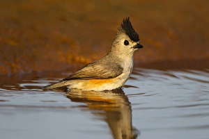Hidalgo County Prints: Black-crested Titmouse (Baeolophus atricristatus) male bathing
