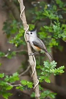 Black-crested Titmouse (Baeolophus atricristatus) perched, south Texas, USA