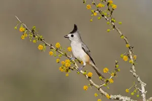 Images Dated 9th February 2015: Black-crested Titmouse (Baeolophus atricristatus) perched in huisache tree