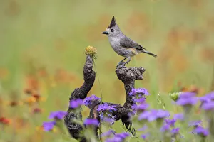 Images Dated 10th May 2016: Black-crested Titmouse (Baeolophus atricristatus) perched in wildflowers