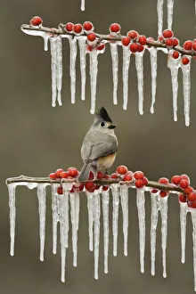 Berry Prints: Black-crested Titmouse (Baeolophus bicolor)