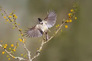 Prints of Black-crested titmouse landing Images Dated 2019 December: Black-crested titmouse landing