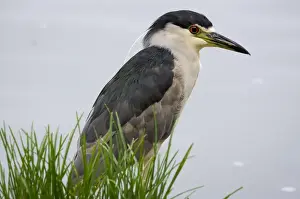 Meditate Prints: Black-crowned night heron, Los Angeles, California
