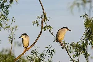 Images Dated 15th May 2006: Black-crowned Night Heron (Nycticorax nycticorax) in the Danube Delta, a UNESCO world heritage