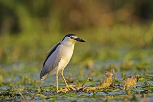 Images Dated 16th May 2006: Black-crowned Night Heron (Nycticorax nycticorax) in the Danube Delta, a UNESCO world heritage