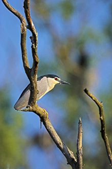 Images Dated 16th May 2006: Black-crowned Night Heron (Nycticorax nycticorax) in the Danube Delta, a UNESCO world heritage