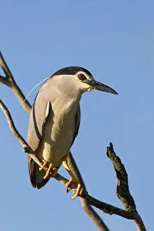 Images Dated 13th June 2006: Black-crowned Night Heron (Nycticorax nycticorax) in the Danube Delta, a UNESCO world heritage