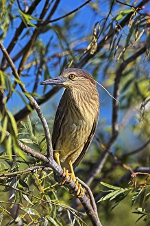 Images Dated 13th June 2006: Black-crowned Night Heron (Nycticorax nycticorax) in the Danube Delta, a UNESCO world heritage