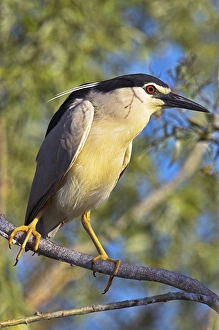 Images Dated 13th June 2006: Black-crowned Night Heron (Nycticorax nycticorax) in the Danube Delta, a UNESCO world heritage