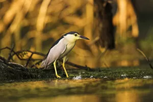 Images Dated 17th July 2006: Black-crowned Night Heron (Nycticorax nycticorax) in the Danube Delta, a UNESCO world heritage