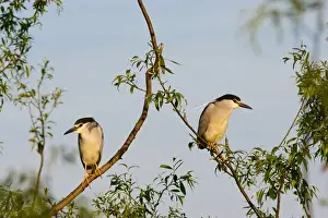 Funny Prints: Black-crowned Night Heron (Nycticorax nycticorax) in the Danube Delta