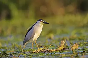 Images Dated 16th May 2006: Black-crowned Night Heron (Nycticorax nycticorax) in the Danube Delta