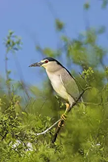 Black-crowned Night Heron (Nycticorax nycticorax) in the Danube Delta, a UNESCO world heritage