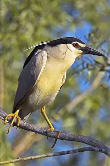 Images Dated 13th June 2006: Black-crowned Night Heron (Nycticorax nycticorax) in the Danube Delta