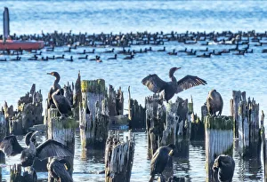 Kirkland Prints: Black Double Crested Cormorants drying wings Juanita Bay Park Lake Washington, Kirkland