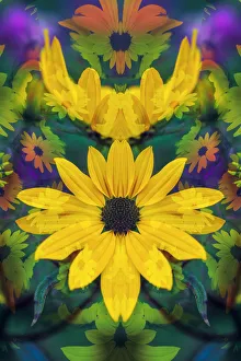 Black-eyed Susan