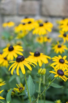 Texas Prints: Black eyed Susan, Austin, Texas, USA