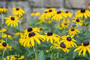 Black eyed Susan, Austin, Texas, USA