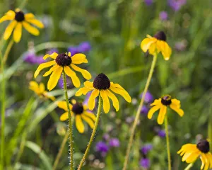 Images Dated 2019 October: Black-eyed Susan blooms