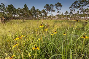 Images Dated 2019 October: Black-eyed Susan blooms